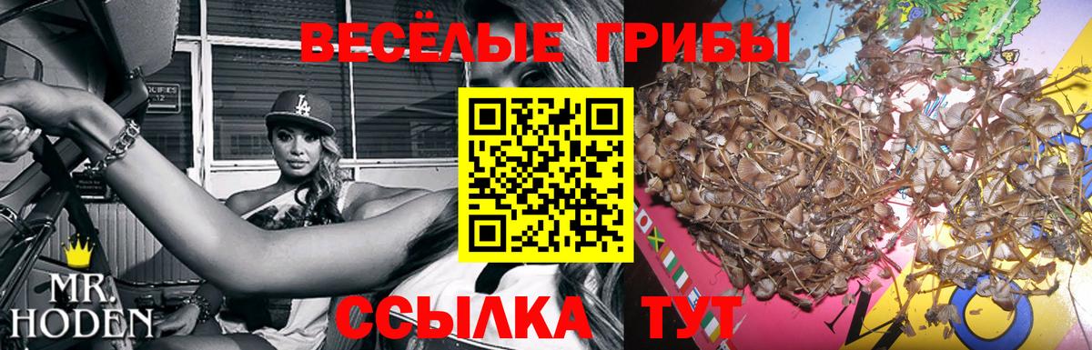 Псилоцибиновые грибы Psilocybine cubensis Ивантеевка